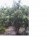 Matemwe Control HIV/AIDS, Education and Environment (MCAEE)