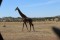 The Global Adventure Safaris
